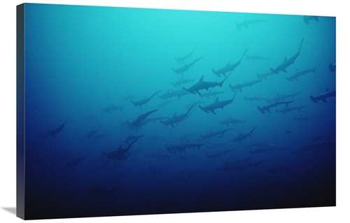 Global Gallery GCS-450746-2436-142 24 x 36 in. Scalloped Hammerhead Sh