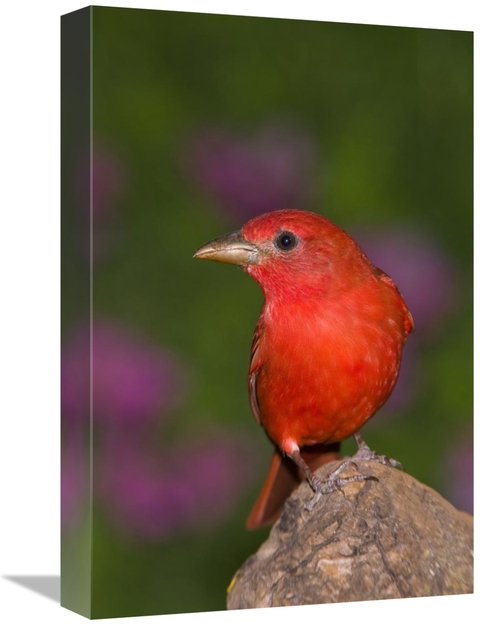 Global Gallery GCS-453355-1218-142 12 x 18 in. Summer Tanager Male,