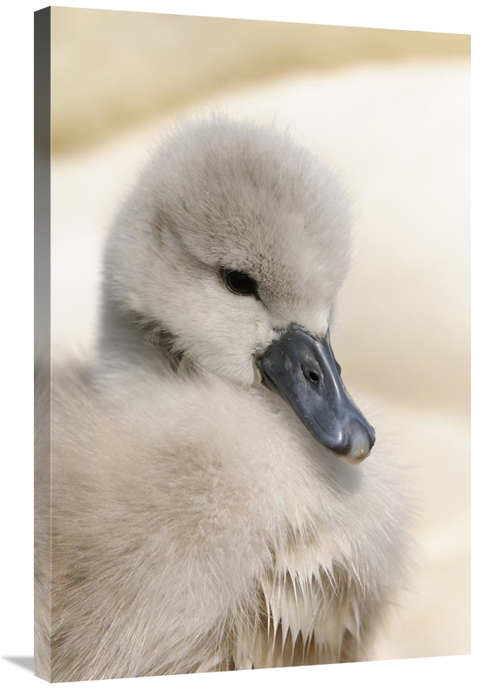 Global Gallery GCS-398174-2436-142 24 x 36 in. Mute Swan Cygnet, H