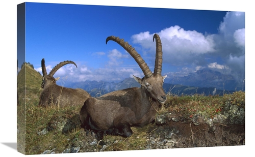 Global Gallery GCS-452627-1624-142 16 x 24 in. Alpine Ibex Males in th