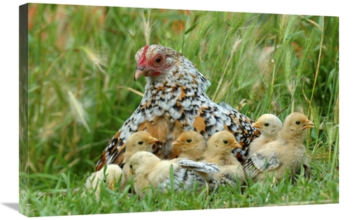 Global Gallery GCS-395371-2030-142 20 x 30 in. Fowl with Chicks Art Pr