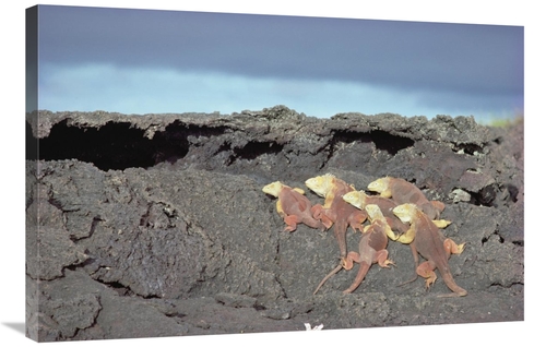 Global Gallery GCS-451156-2436-142 24 x 36 in. Galapagos Land Iguanas 