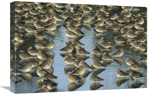 Global Gallery GCS-396751-1624-142 16 x 24 in. Long-Billed Dowitcher F