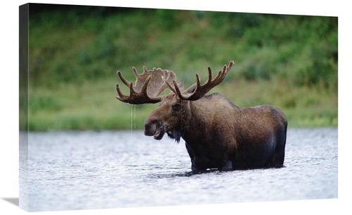 Global Gallery GCS-451984-2030-142 20 x 30 in. Moose Male Raising Its 