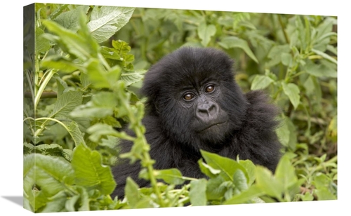 Global Gallery GCS-395340-1624-142 16 x 24 in. Mountain Gorilla Juveni