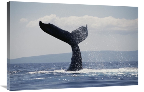 Global Gallery GCS-450988-2436-142 24 x 36 in. Humpback Whale Tail Lob