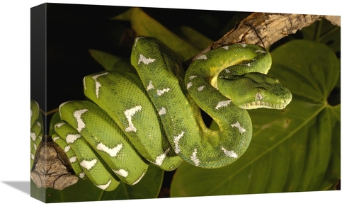 Global Gallery GCS-453182-1218-142 12 x 18 in. Emerald Tree Boa Adult&