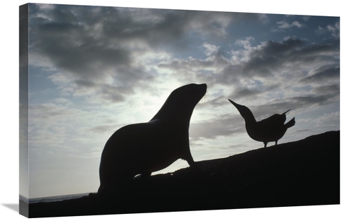 Global Gallery GCS-451266-2030-142 20 x 30 in. Galapagos Fur Seal Pup 