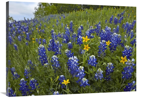 Global Gallery GCS-396754-3040-142 30 x 40 in. Bluebonnet & Texas Yell