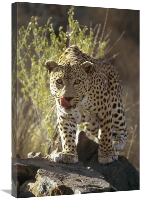 Global Gallery GCS-452471-2030-142 20 x 30 in. Leopard, Etosha Nat