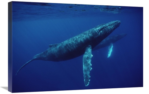 Global Gallery GCS-450583-2030-142 20 x 30 in. Humpback Whale Pair Und