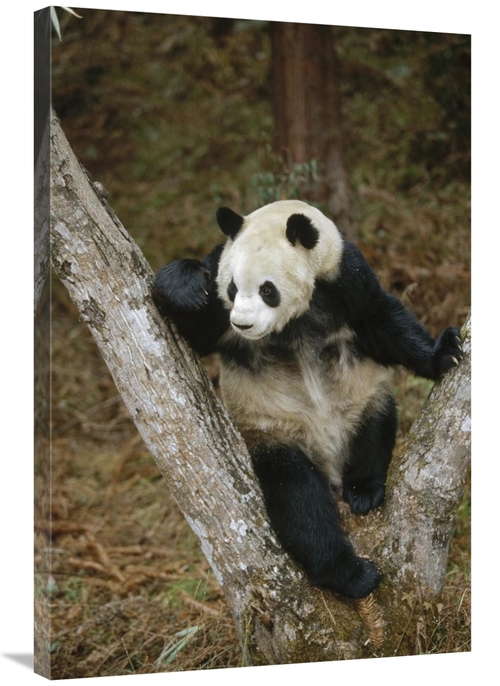 Global Gallery GCS-452300-2436-142 24 x 36 in. Giant Panda Resting in 