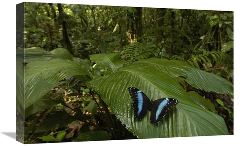 Global Gallery GCS-453165-1624-142 16 x 24 in. Morpho Butterfly Butter