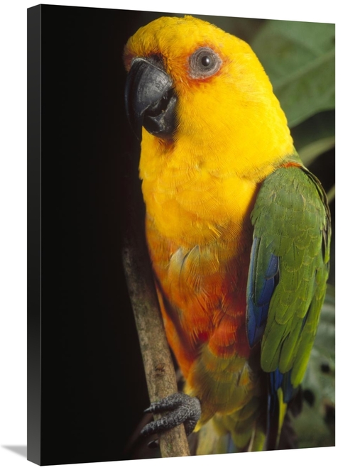 Global Gallery GCS-397693-2030-142 20 x 30 in. Yellow-Faced Parrot Por