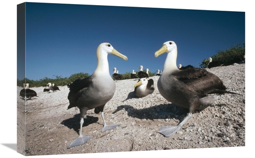 Global Gallery GCS-451079-1624-142 16 x 24 in. Waved Albatrossed on Ne