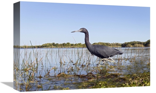 Global Gallery GCS-398237-1218-142 12 x 18 in. Little Blue Heron Wadin