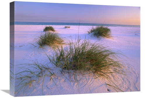 Global Gallery GCS-397062-1824-142 18 x 24 in. Sea Oats Growing on Bea