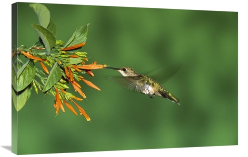 Global Gallery GCS-453319-2436-142 24 x 36 in. Black-Chinned Hummingbi