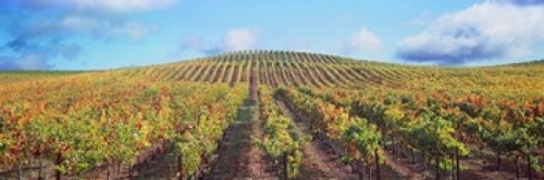 Panoramic Images PPI141529L Vineyard  Napa Valley  California  USA Pos