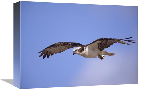 Global Gallery GCS-395978-1216-142 12 x 16 in. Osprey Flying, Nort