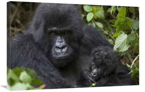 Global Gallery GCS-395875-2436-142 24 x 36 in. Mountain Gorilla Mother