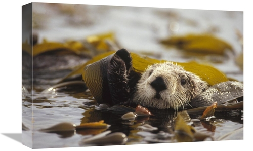 Global Gallery GCS-395755-1218-142 12 x 18 in. Sea Otter Floating in K