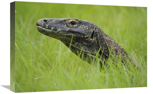 Global Gallery GCS-397551-1624-142 16 x 24 in. Komodo Dragon in Grass&