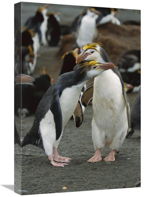 Global Gallery GCS-452444-1624-142 16 x 24 in. Royal Penguin Pair,