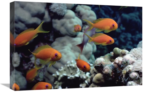 Global Gallery GCS-450613-1624-142 16 x 24 in. Anthias Near Sinai,