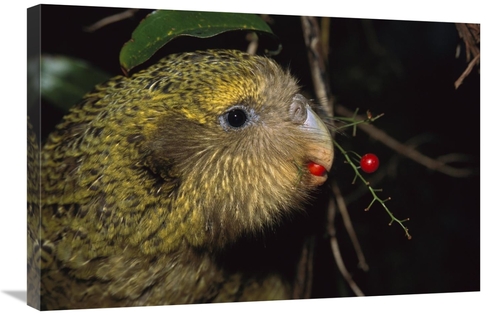 Global Gallery GCS-451745-2030-142 20 x 30 in. Kakapo Feeding on Suppl