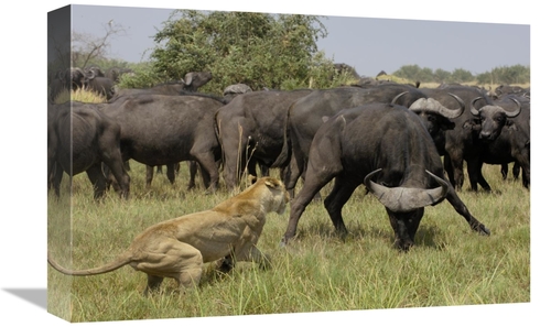 Global Gallery GCS-397902-1218-142 12 x 18 in. African Lion Fending Of