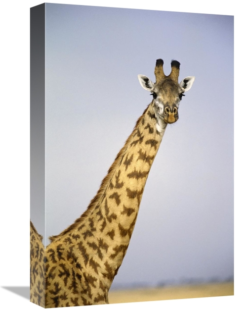 Global Gallery GCS-452977-1218-142 12 x 18 in. Masai Giraffe Portrait&