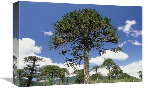 Global Gallery GCS-453012-1218-142 12 x 18 in. Monkey Puzzle Tree in L