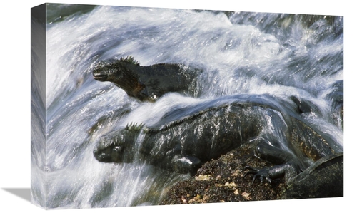 Global Gallery GCS-451147-1218-142 12 x 18 in. Marine Iguana Pair in S