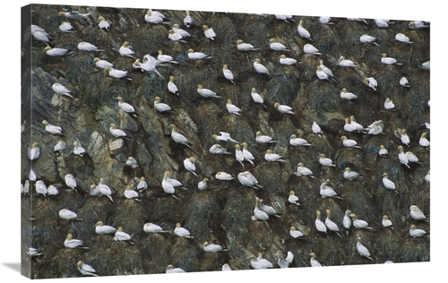 Global Gallery GCS-451750-2436-142 24 x 36 in. Northern Gannet Nesting