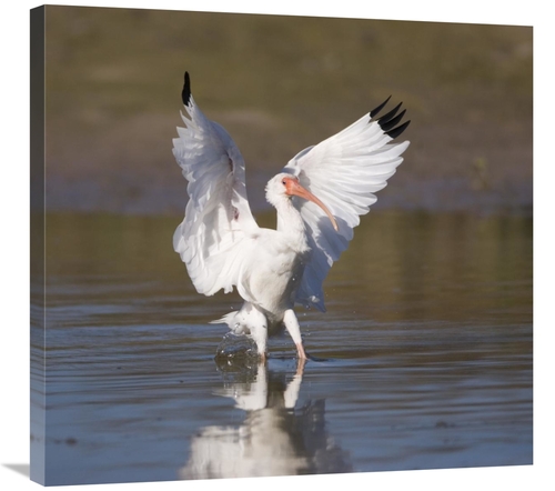 Global Gallery GCS-453335-30-142 30 in. White Ibis Landing, Rio Gr