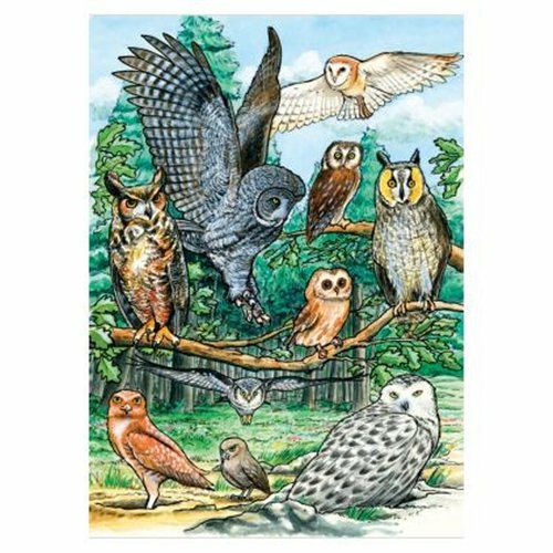 Outset Media Games OM58810 North American Owls Tray Puzzle  35 pcs