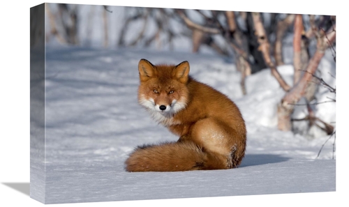 Global Gallery GCS-397431-1218-142 12 x 18 in. Red Fox Sitting on Snow