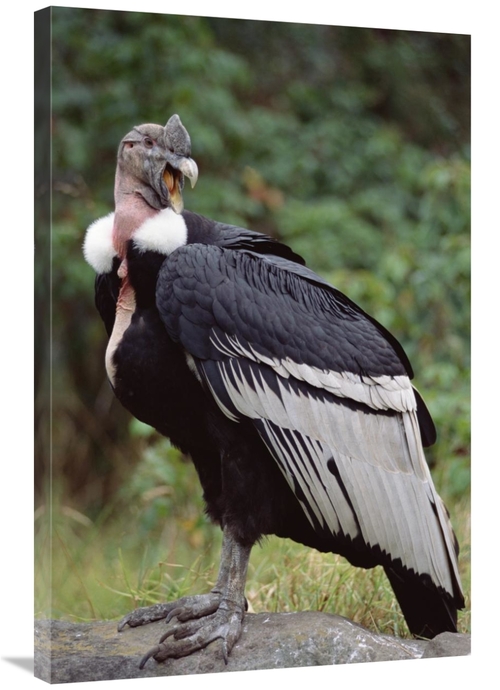 Global Gallery GCS-451245-2436-142 24 x 36 in. Andean Condor Male,