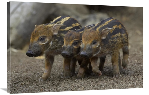 Global Gallery GCS-450899-2436-142 24 x 36 in. Red River Hog Piglet Tr