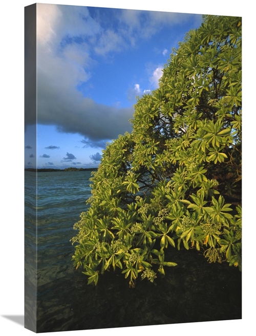 Global Gallery GCS-451674-1624-142 16 x 24 in. Velvetleaf Soldierbush&