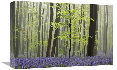 Global Gallery GCS-398002-1218-142 12 x 18 in. Bluebell Carpet in the 