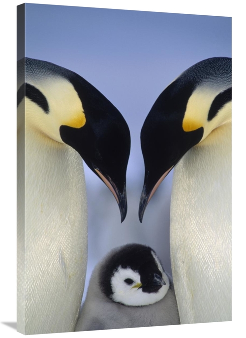 Global Gallery GCS-395660-2436-142 24 x 36 in. Emperor Penguin Parents