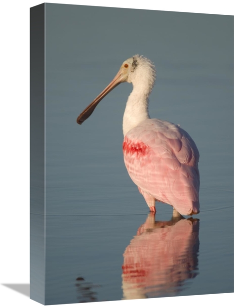 Global Gallery GCS-397325-1218-142 12 x 18 in. Roseate Spoonbill, 