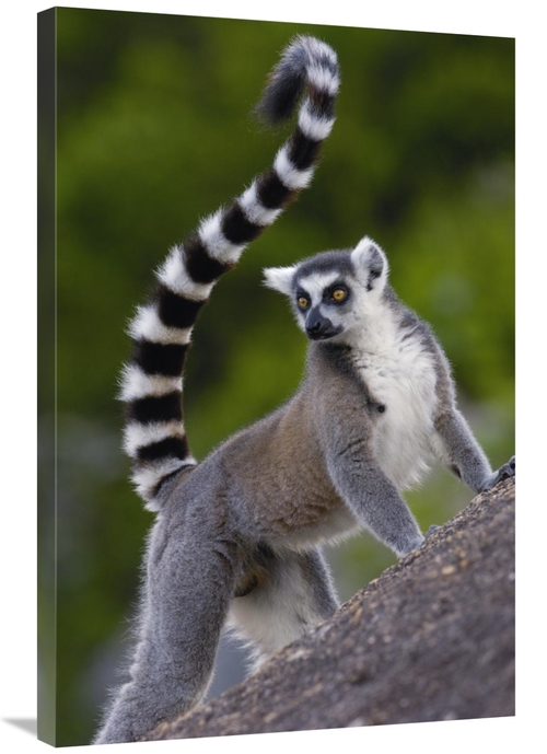 Global Gallery GCS-397953-2436-142 24 x 36 in. Ring-Tailed Lemur Portr