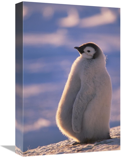 Global Gallery GCS-451127-1218-142 12 x 18 in. Emperor Penguin Chick&#