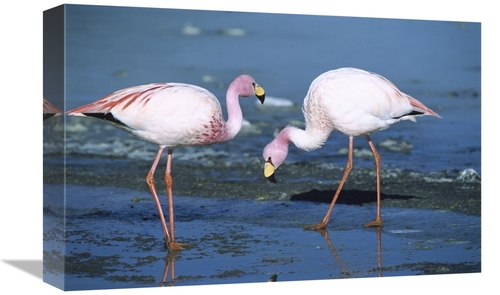 Global Gallery GCS-451652-1218-142 12 x 18 in. Puna Flamingos Feeding 