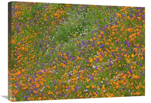 Global Gallery GCS-396920-2432-142 24 x 32 in. California Poppy & Dese