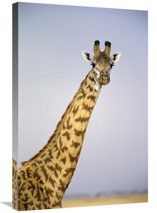 Global Gallery GCS-452977-2030-142 20 x 30 in. Masai Giraffe Portrait&