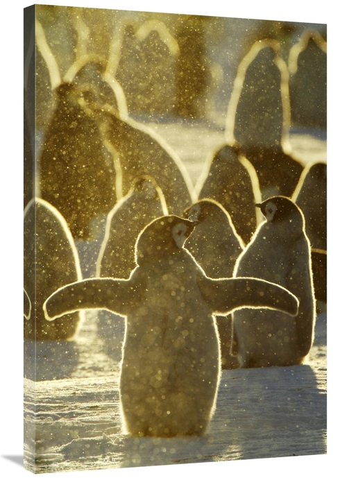 Global Gallery GCS-398283-2436-142 24 x 36 in. Emperor Penguin Chicks&